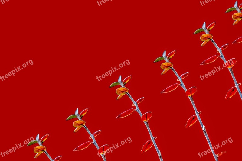 Red Background Paper Plants Diagonal