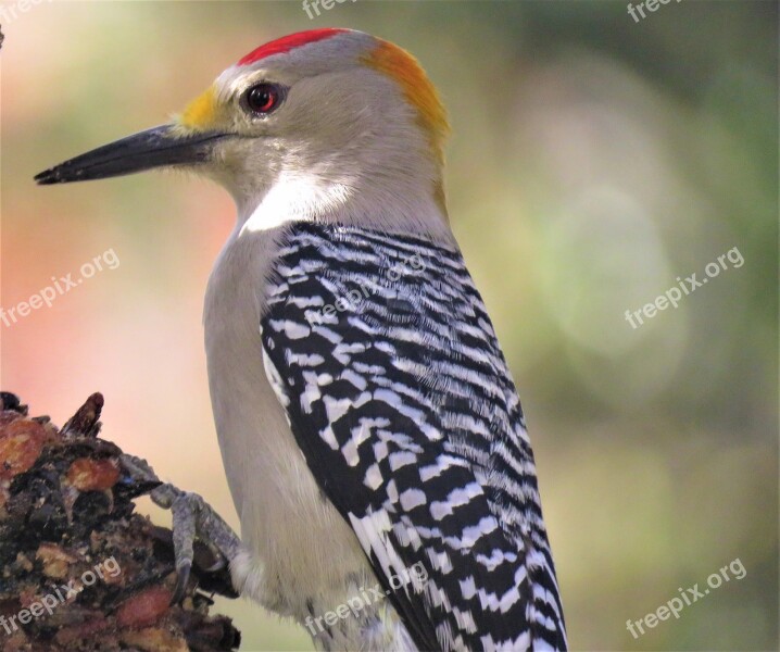 Bird Woodpecker Close Up Wildlife Free Photos