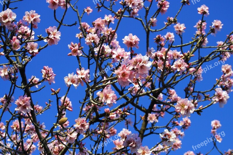 Almond Tree Flowers White Flowers Almond Tree White Flowers Flower