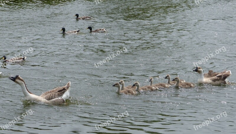 Geese Jars Goslings Family Queue Leu-leu