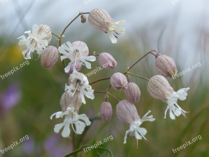 Alpine Flowers Bells Nature Ribs White Flowers