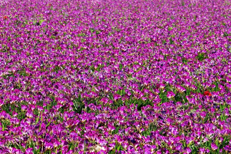 Freesia Field Of Flowers Many Violet Purple