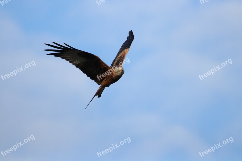 Red Kit Bird Of Prey Carrion Talons Raptors