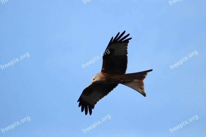 Red Kit Bird Of Prey Carrion Talons Raptors