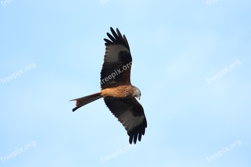 Red Kit Bird Of Prey Carrion Talons Raptors