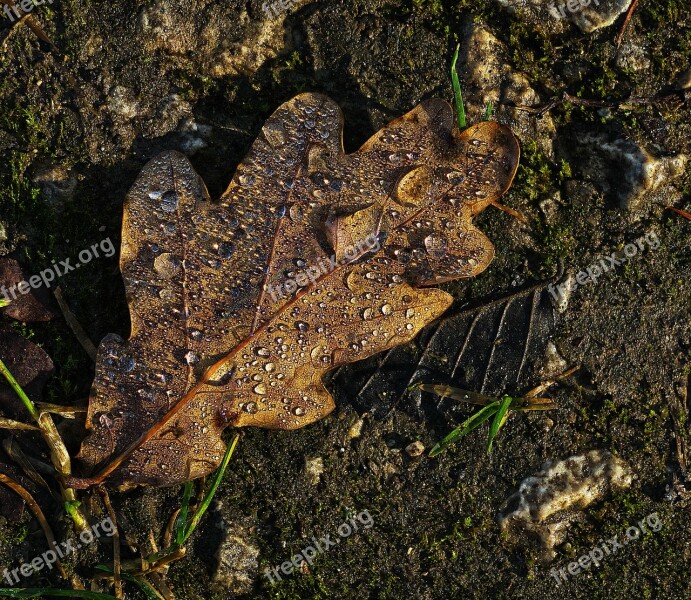 Oak Leaf Leaf Drop Of Water Morgentau Dewdrop