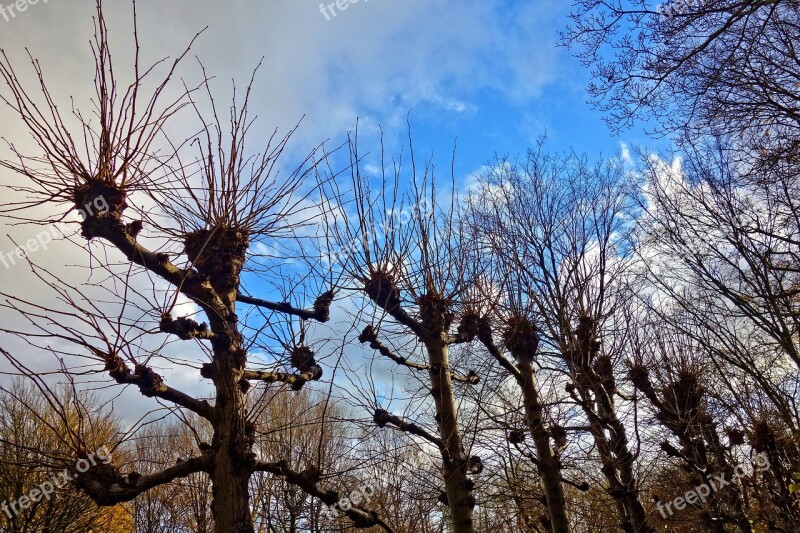 Pollarded Willows Tree Willow Pollard Clipped