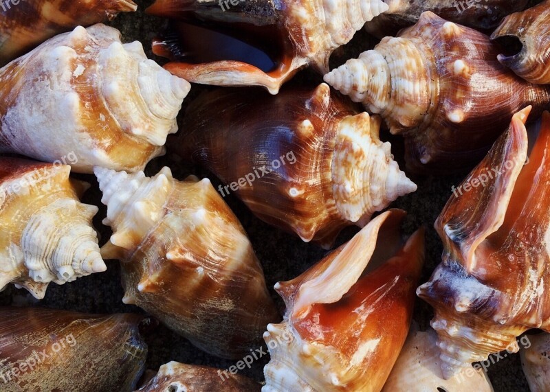 Shells Conch Sea Seashell Ocean