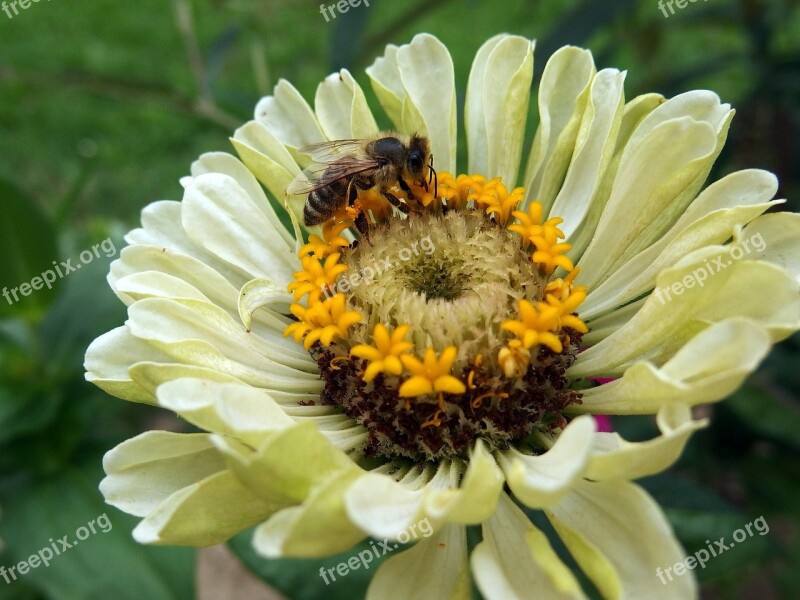 Zinnia Bee Flower Yellow Free Photos