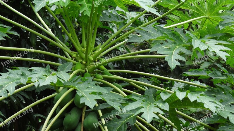 Papaya Tropical Fruit Tree Caricaceae Papaw Free Photos