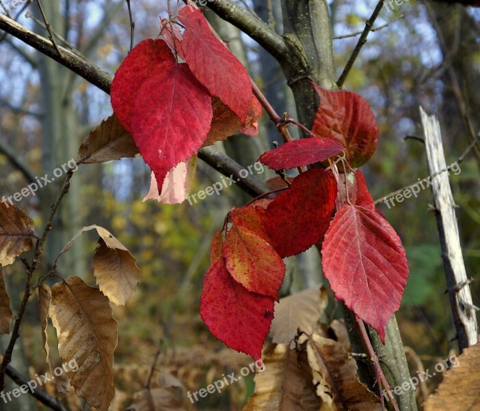 Fall Leaves Brambles Free Photos