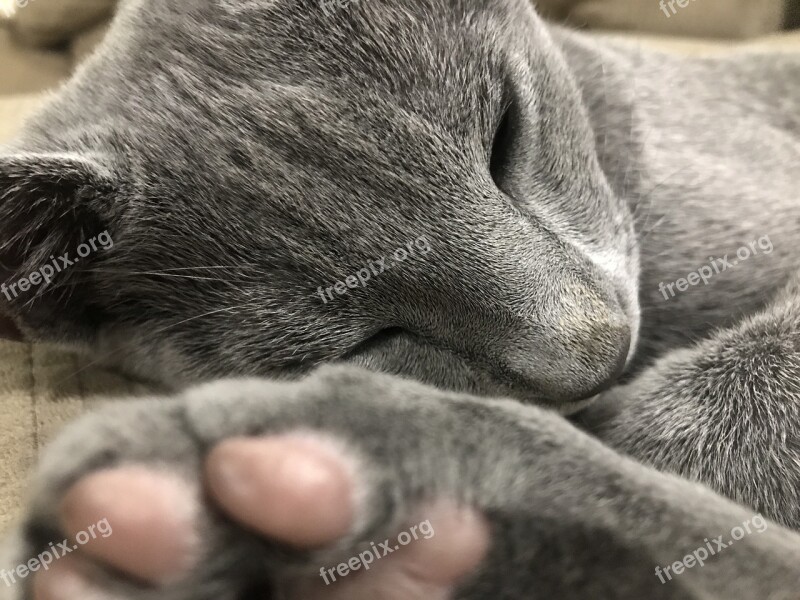 Cat Feline Russian Blue Pet Animal