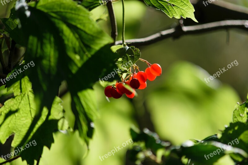 Berries Red Nature Berry Red Autumn