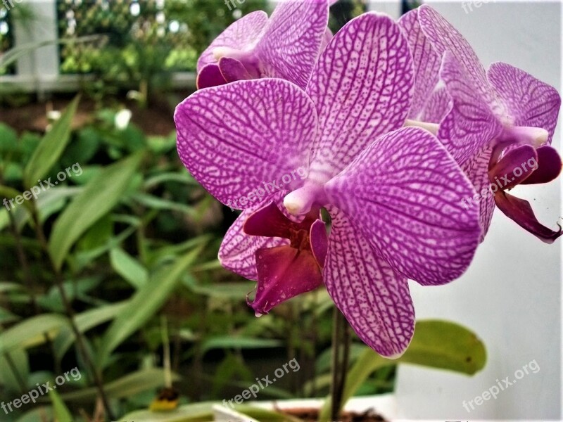 Orchid Potted Plants Precious Flower Houseplant Orchid Greenhouse