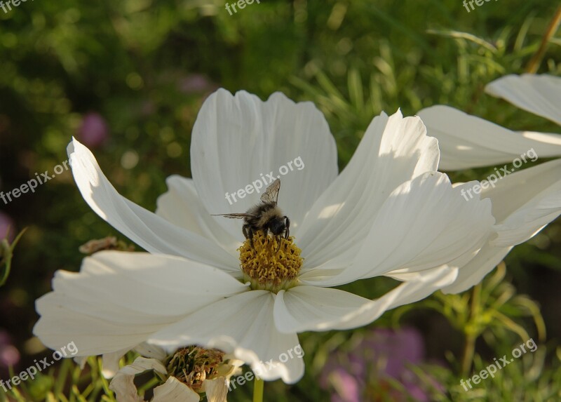 Summer American Slob White Flower Gathering Nectar Free Photos