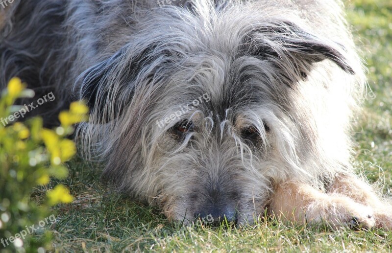 Dog Rest Lazing Around Animal Chill Out