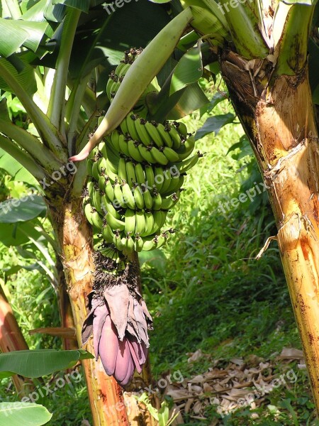 Bananas Tree Plant Fruit Healthy