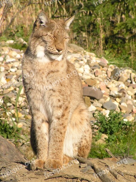 Big Cat Animal Zoo Predator Carnivores