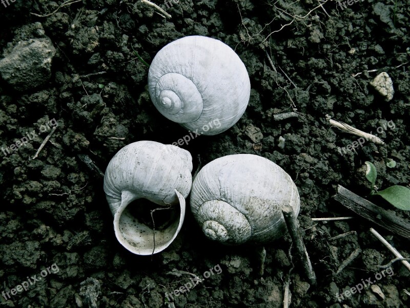 Shell Snail Shells Nature Snail Close Up