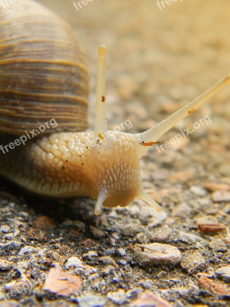 Snail Shell Snail Shells Nature Snail Shell