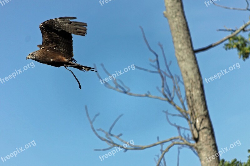 Bird Flight Animal Nature In Flight