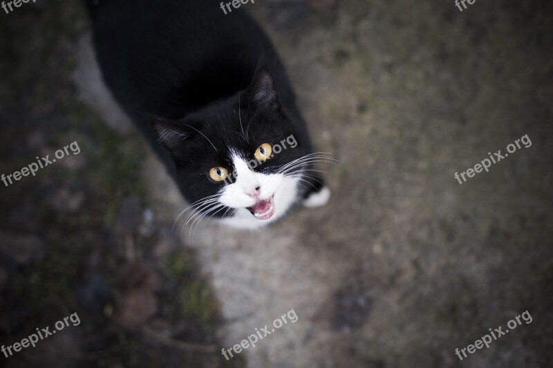 Cat Eyes View Snout Handsome Man