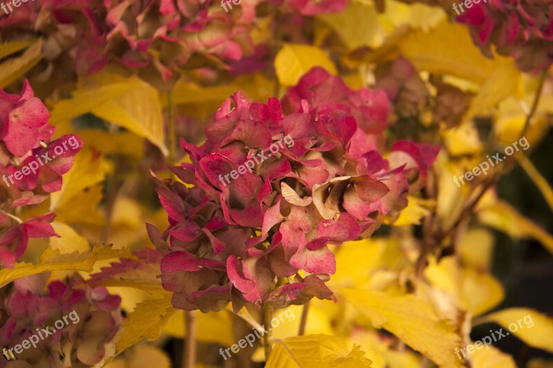 Autumn Flowers Hydrangea Nature Autumn Flowers