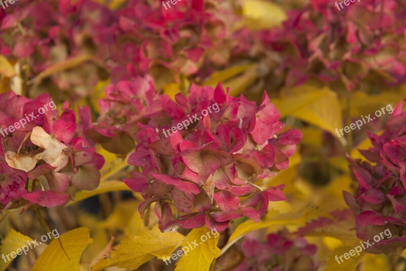 Autumn Flowers Hydrangea Nature Autumn Flowers