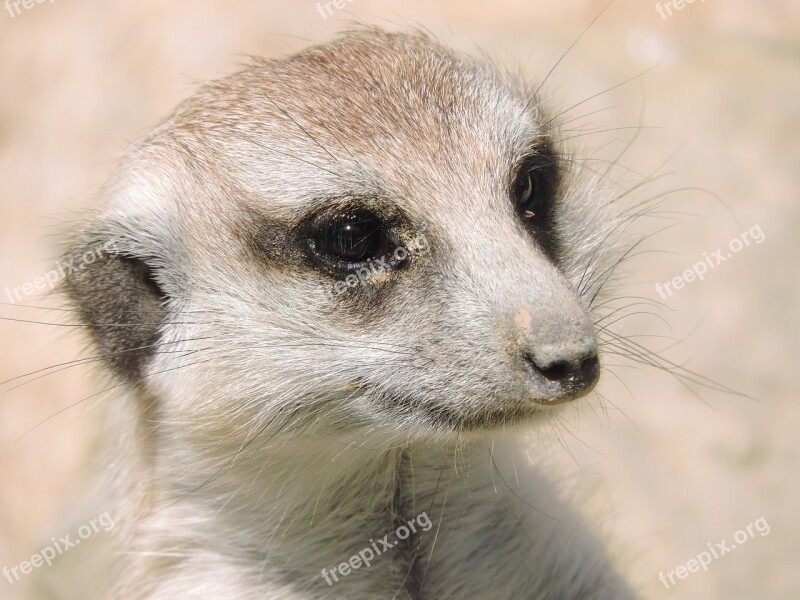 Watching Look Meerkat Animals Nature