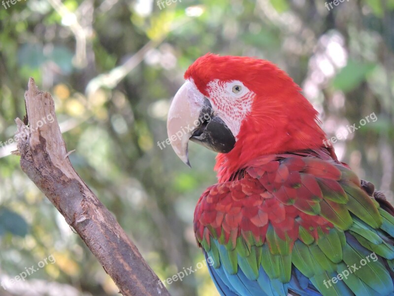 Parrot Macaw Ave Bird Tropical Bird