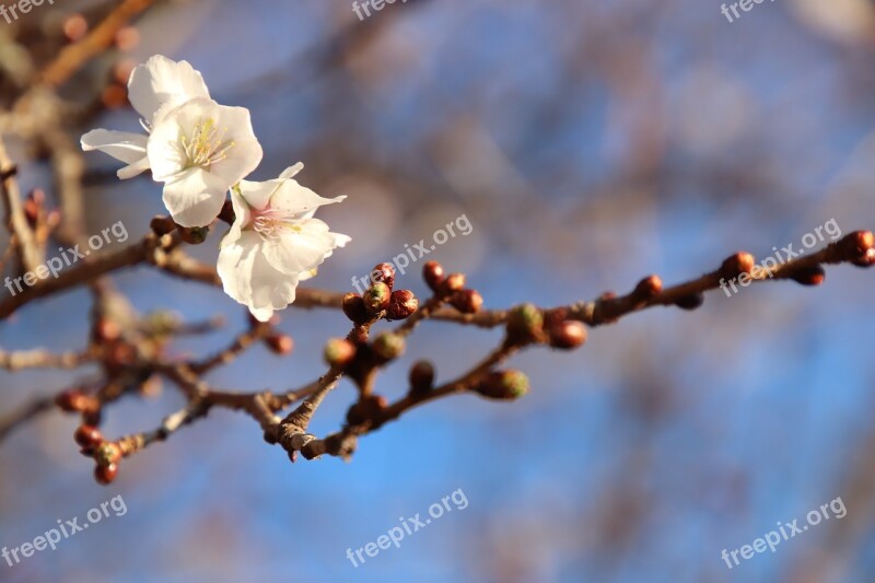 Cherry Blossoms Samusakura Cherry Blossom Viewing Flowers Free Photos