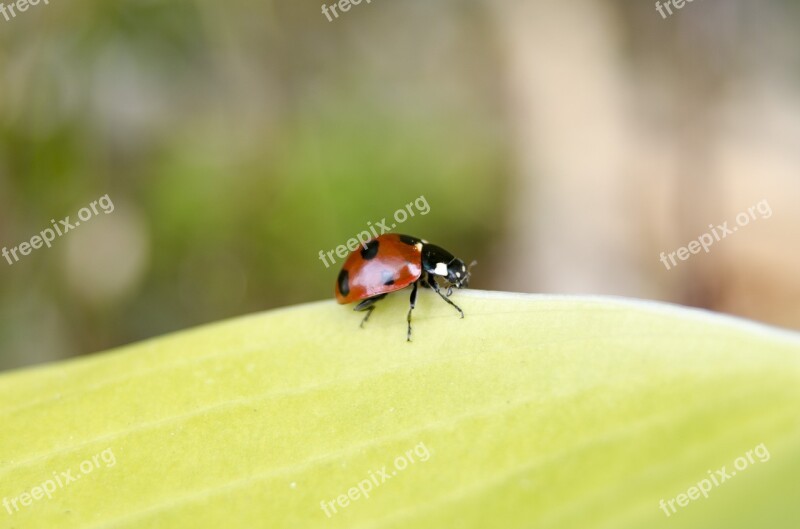 Ladybug Insects Nature Macro Makro