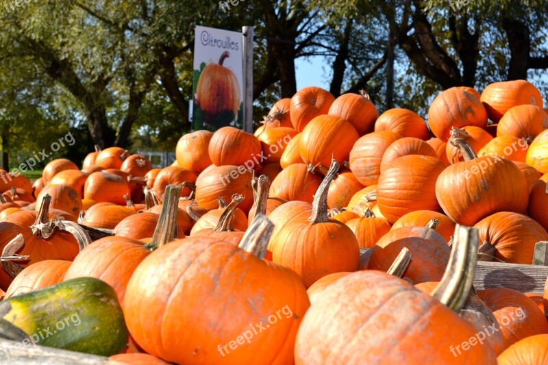 Pumpkin Pumpkin Patch Autumn Fall Orange