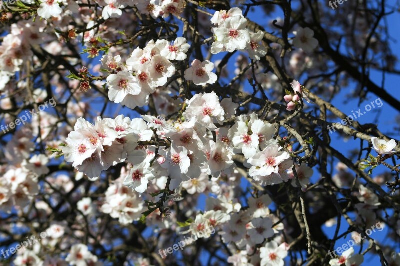 Almond Tree Flowers White Flowers Almond Tree White Flowers Flower