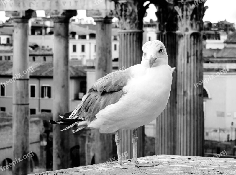 Rome Lazio Italy City Downtown