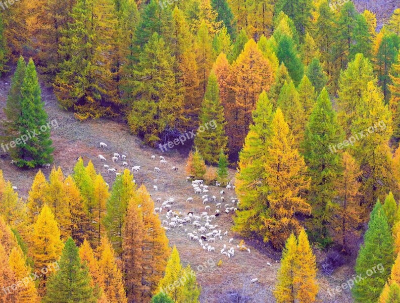 Autumn Argentera Valley Piemonte Italy Mountain