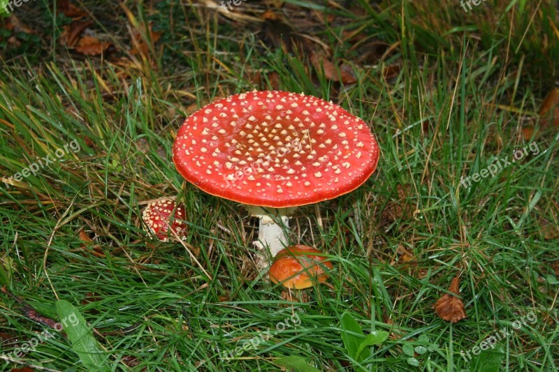 Fly Agaric Autumn Red Red Fly Agaric Agaric Gnome