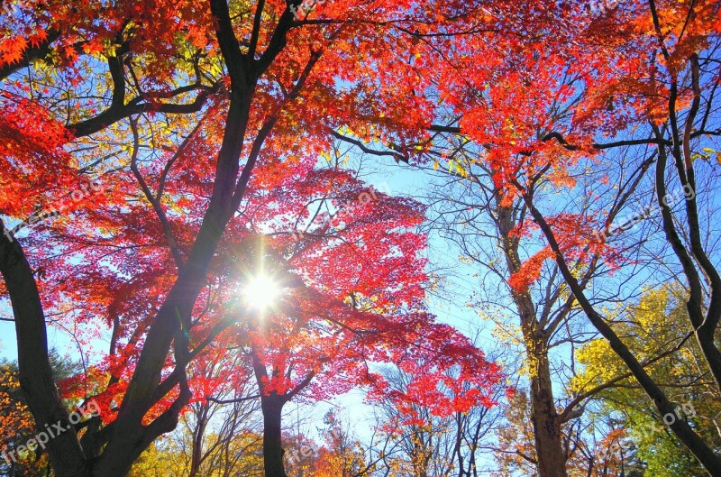 Maple Autumn Autumnal Leaves Japan Fallen Leaves