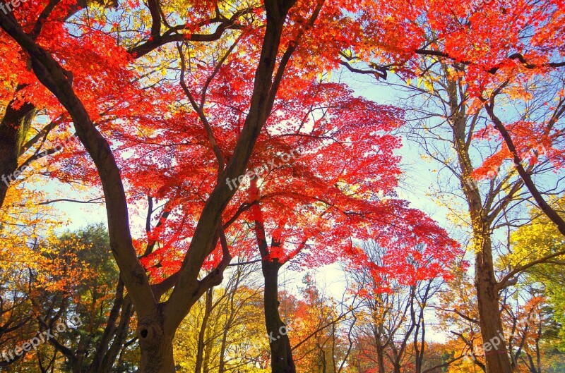 Maple Autumn Autumnal Leaves Japan Fallen Leaves