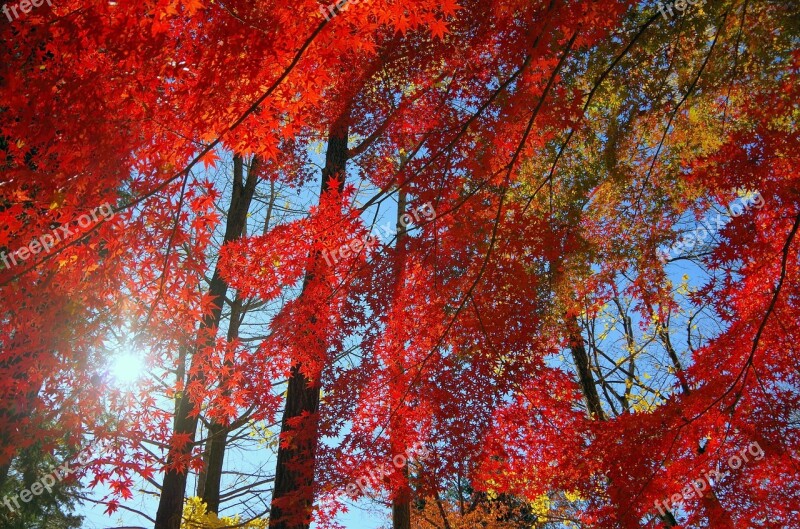 Maple Autumn Autumnal Leaves Japan Fallen Leaves