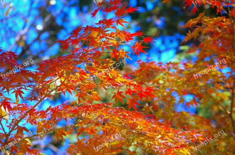 Maple Autumn Autumnal Leaves Japan Fallen Leaves