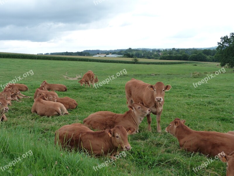 Cows Wide Landscape Nature Grass