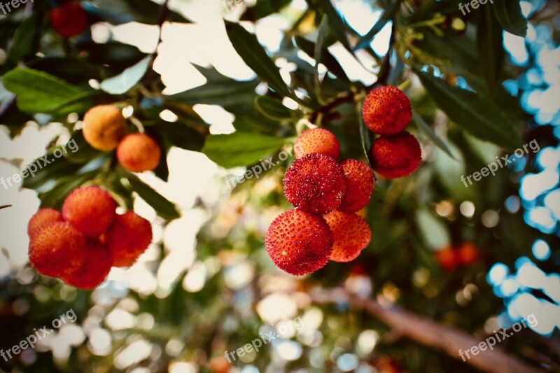 Strawberry Tree Fruit Vitamins Autumn Fruit Red