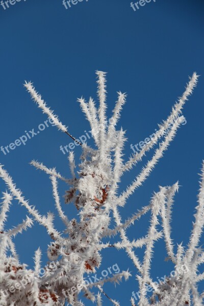 Winter Eiskristalle Bush Cold Iced