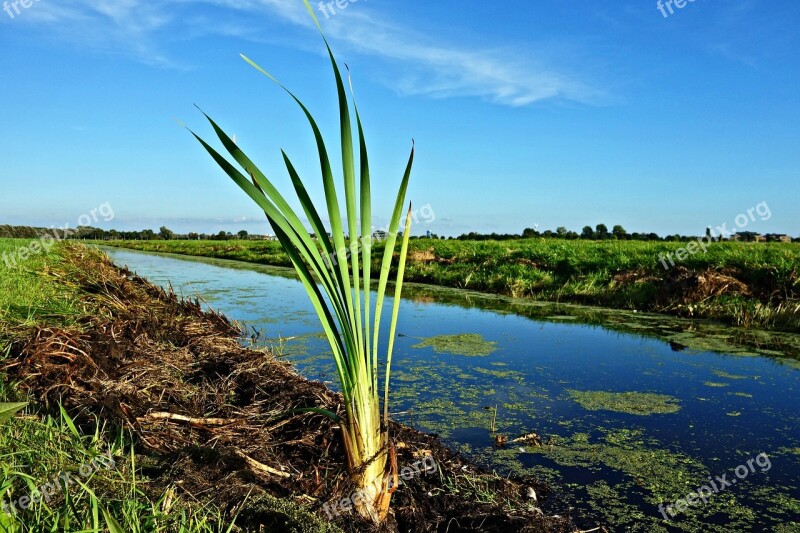 Blade Growth Vegetation Ditch Water