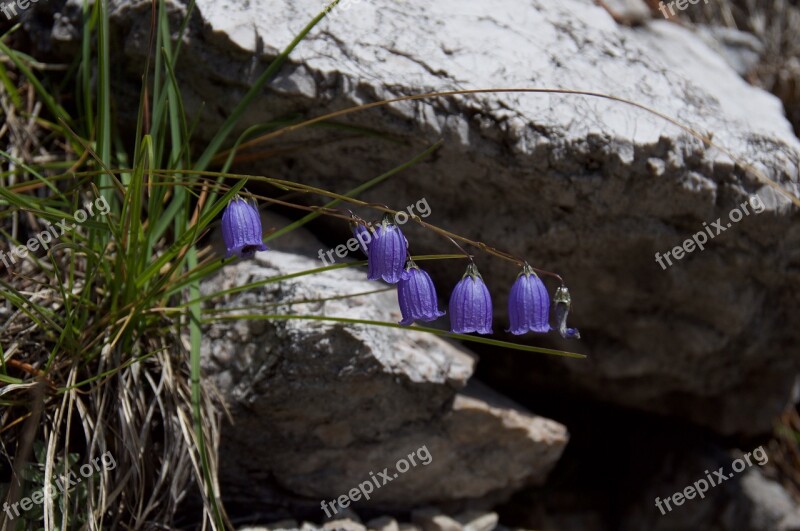 Bellflower Flower Violet Rock Mountain