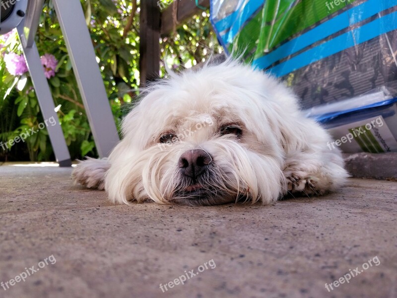 Dog Cute Sleeping Floor Laying