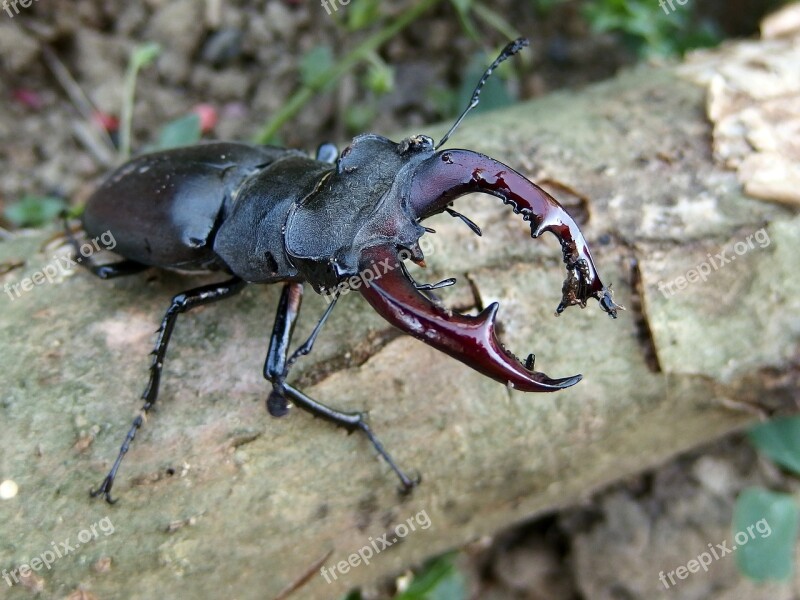 Roháč Beetle Insect Stag Beetle Nature