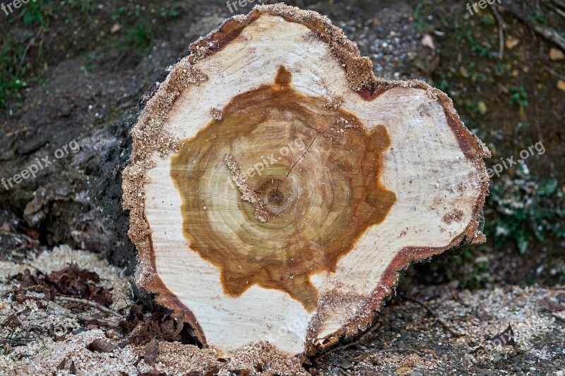 Tree Log Tree Cases Sawed Off Saw