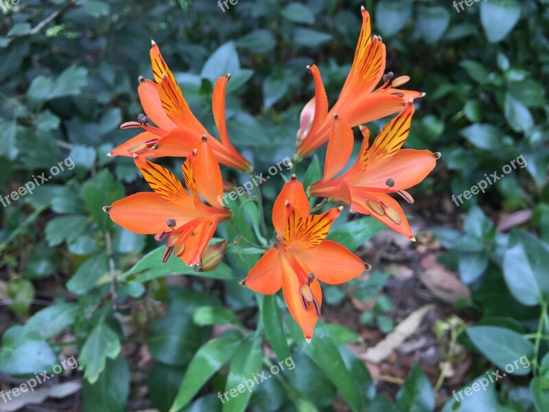 Flowers Oranges Nature Flower Garden Free Photos